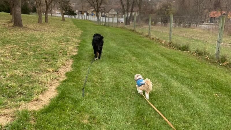 Salty Dog Ranch - Camillus, NY