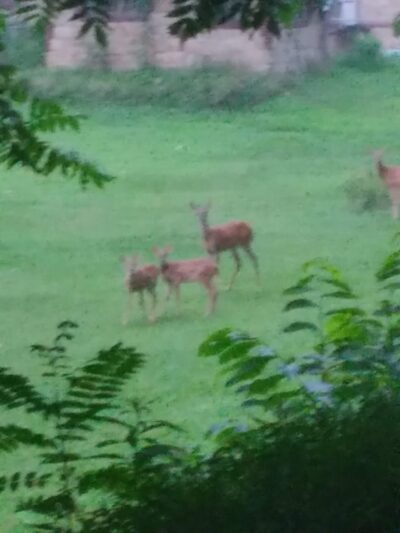 Camp Creek - Camp Creek, WV