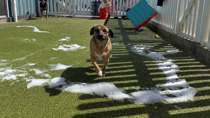 Greenlin Pet Resorts - Camp Hill, PA