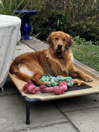 Greenlin Pet Resorts - Camp Hill, PA