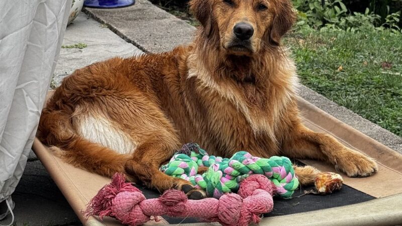 Greenlin Pet Resorts - Camp Hill, PA