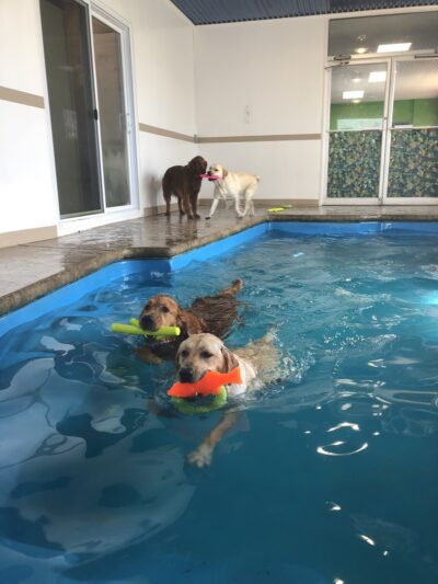 Greenlin Pet Resorts - Camp Hill, PA
