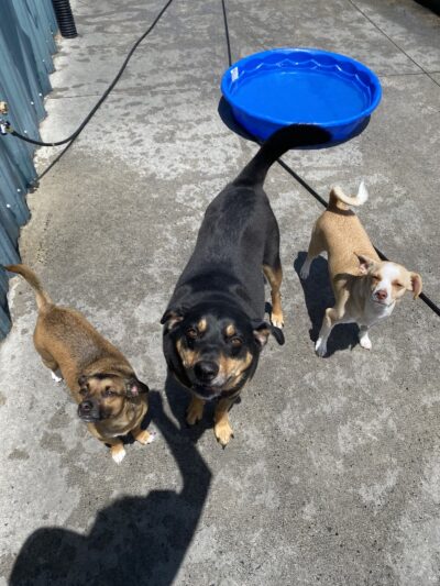 Greenlin Pet Resorts - Camp Hill, PA