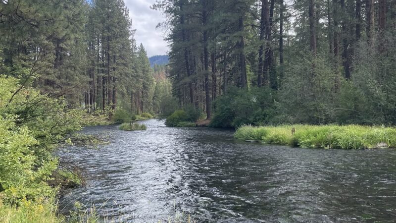Metolius River Trail - Camp Sherman, OR
