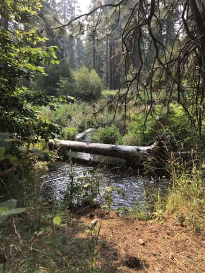 Metolius River Trail - Camp Sherman, OR