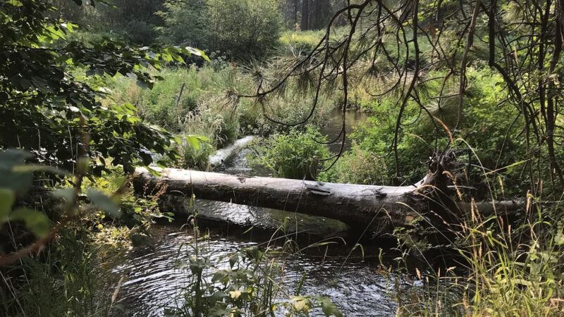Metolius River Trail - Camp Sherman, OR