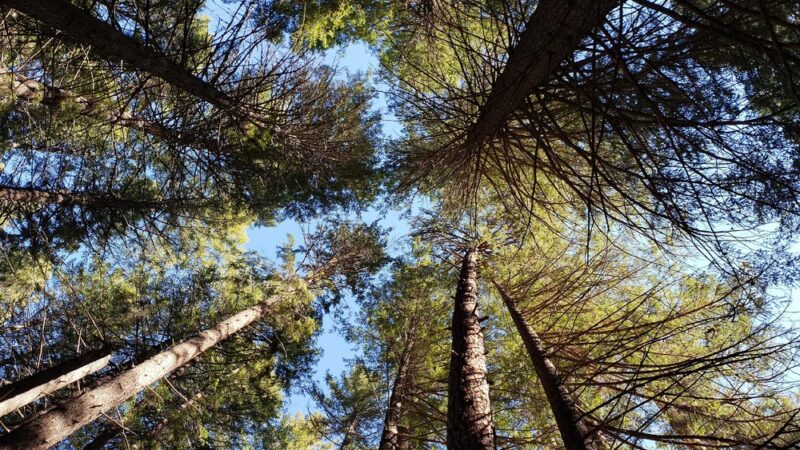 West Metolius Trailhead - Camp Sherman, OR