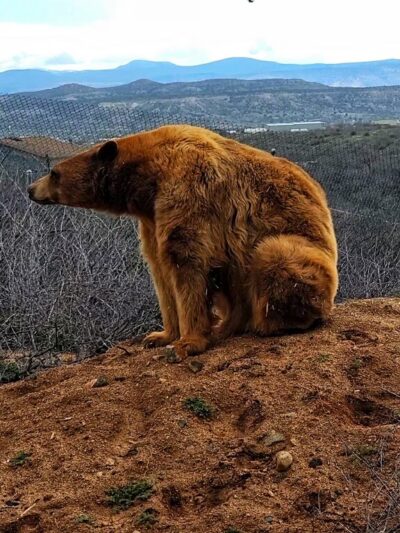 Out of Africa Wildlife Park - Camp Verde, AZ