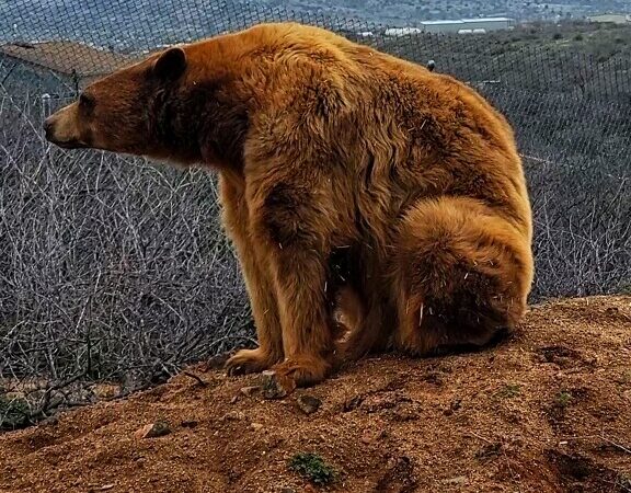 Out of Africa Wildlife Park - Camp Verde, AZ