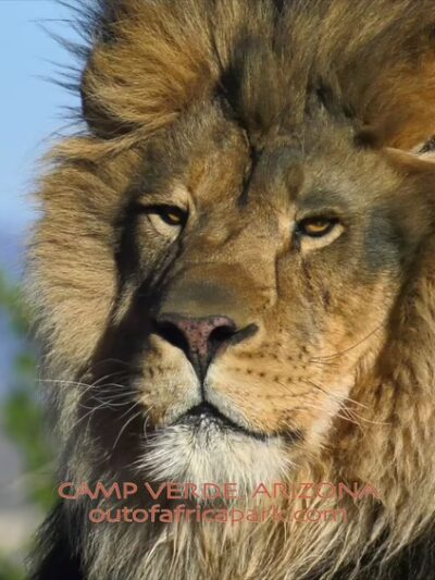 Out of Africa Wildlife Park - Camp Verde, AZ