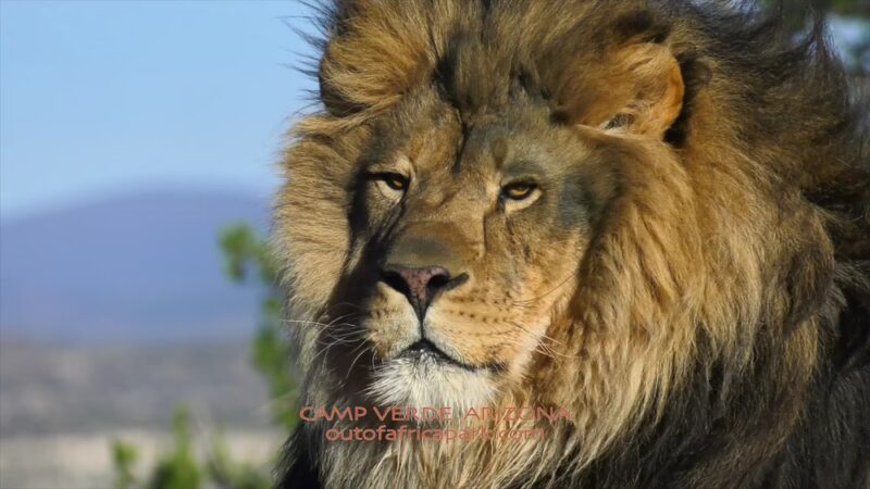 Out of Africa Wildlife Park - Camp Verde, AZ