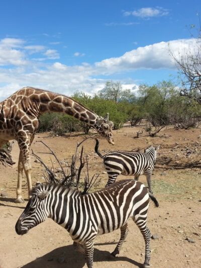 Out of Africa Wildlife Park - Camp Verde, AZ