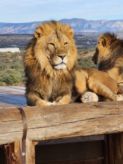 Out of Africa Wildlife Park - Camp Verde, AZ