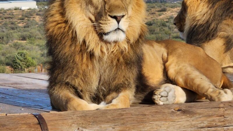 Out of Africa Wildlife Park - Camp Verde, AZ