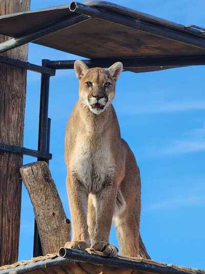 Out of Africa Wildlife Park - Camp Verde, AZ