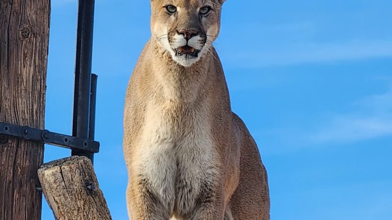 Out of Africa Wildlife Park - Camp Verde, AZ