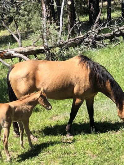Trails End RV Park - Camp Verde, AZ