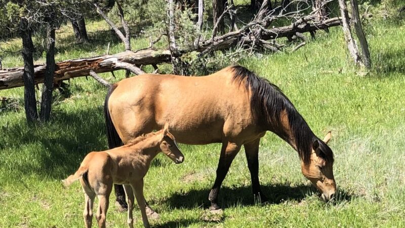 Trails End RV Park - Camp Verde, AZ