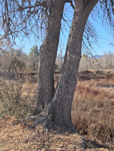 Verde Lakes Community Park - Camp Verde, AZ