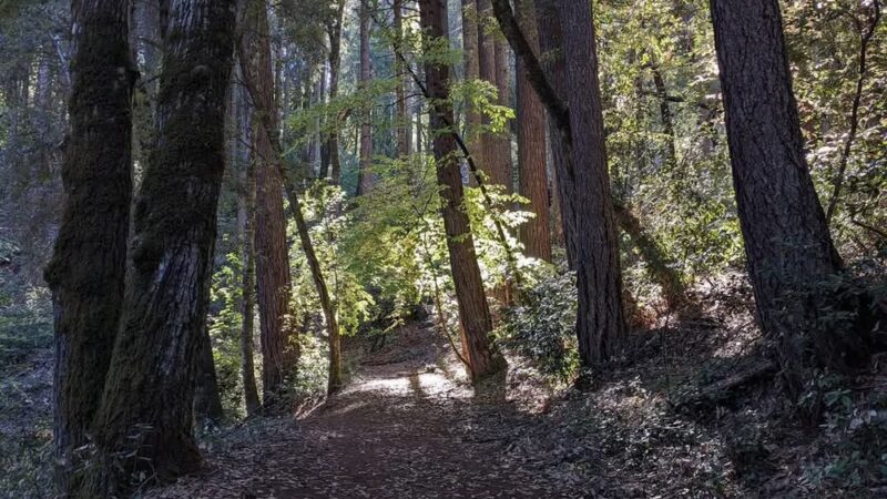 Bullards Bar Trail - Camptonville, CA