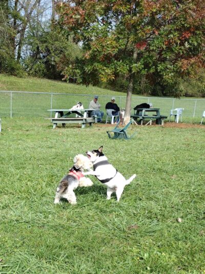 Canal Fulton Dog Park - Canal Fulton, OH