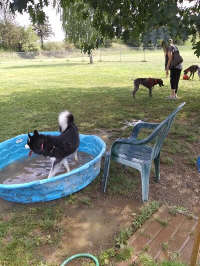 Canal Fulton Dog Park - Canal Fulton, OH