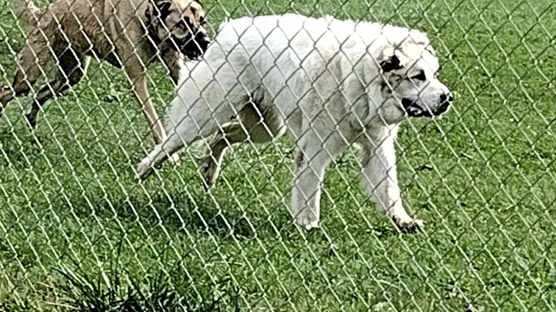 Canal Fulton Dog Park - Canal Fulton, OH