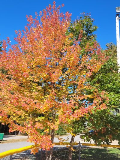 Moore Park - Candia, NH