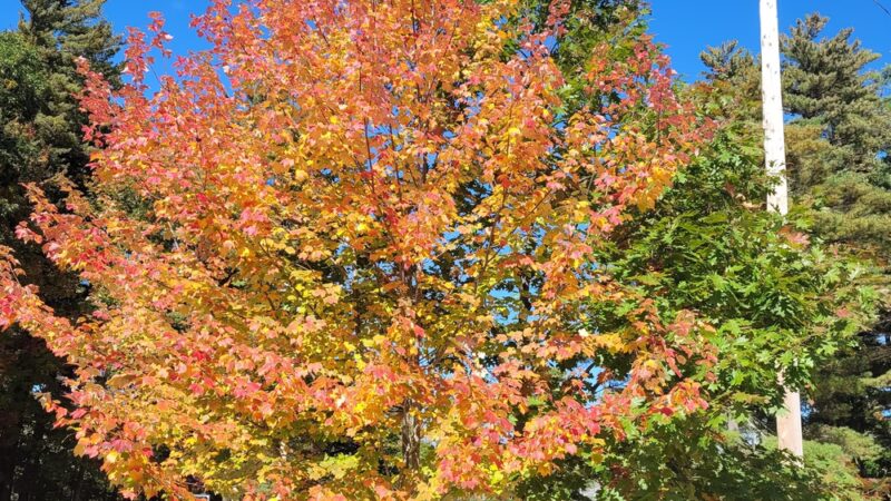 Moore Park - Candia, NH