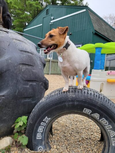 Pampered Pup LLC. - Candia, NH