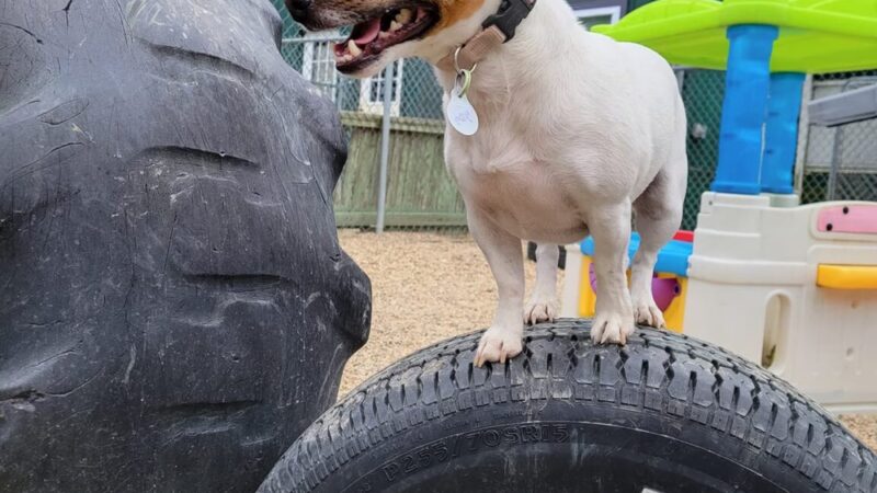 Pampered Pup LLC. - Candia, NH