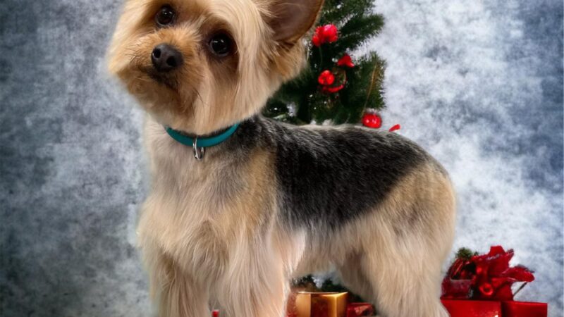 Pampered Pup LLC. - Candia, NH