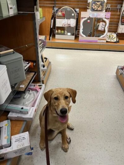 Canine Dimensions In-Home Dog Training, Nokesville, VA - ,