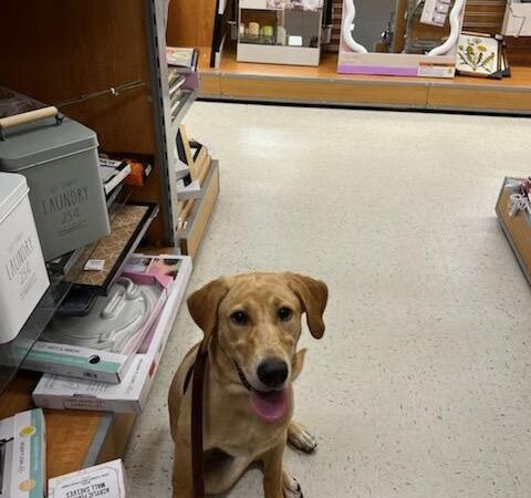Canine Dimensions In-Home Dog Training, Nokesville, VA - ,