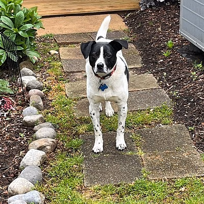 Canine Dimensions In-Home Dog Training, Nokesville, VA - ,