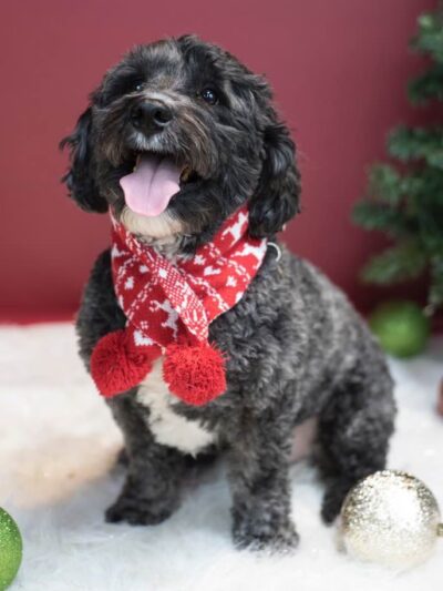 Canine Dimensions In-Home Dog Training, Nokesville, VA - ,