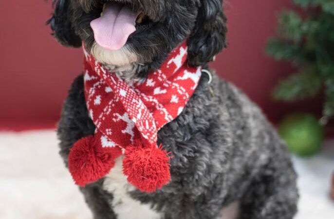 Canine Dimensions In-Home Dog Training, Nokesville, VA - ,