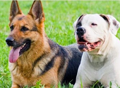 Canine Dimensions In-Home Dog Training, Nokesville, VA - ,
