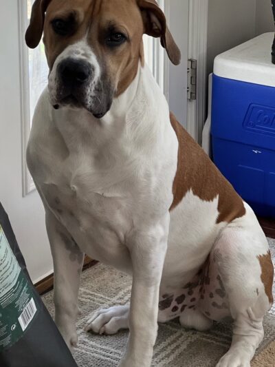 Canine Dimensions In-Home Dog Training, Nokesville, VA - ,