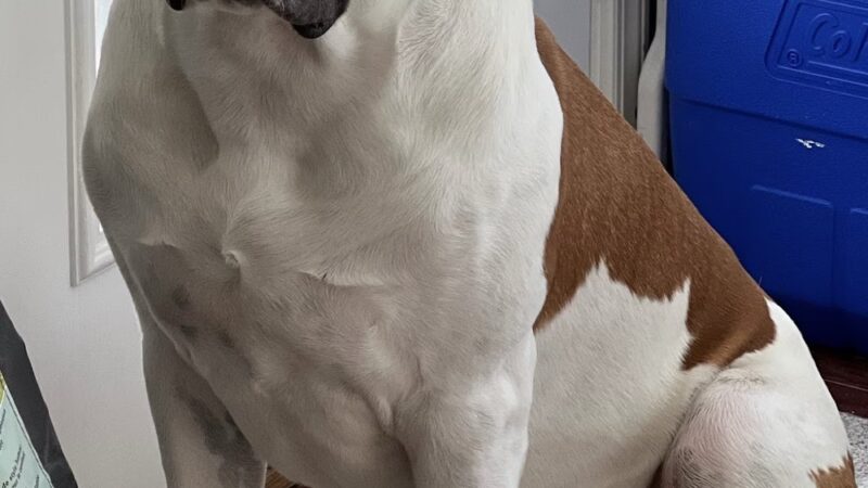 Canine Dimensions In-Home Dog Training, Nokesville, VA - ,