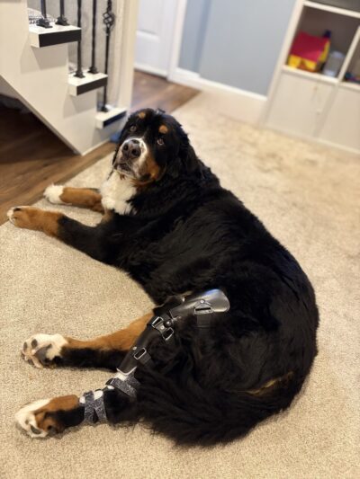 My Pet's Brace - Pittsburgh - Canonsburg, PA