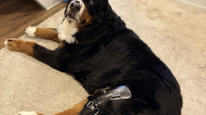 My Pet's Brace - Pittsburgh - Canonsburg, PA