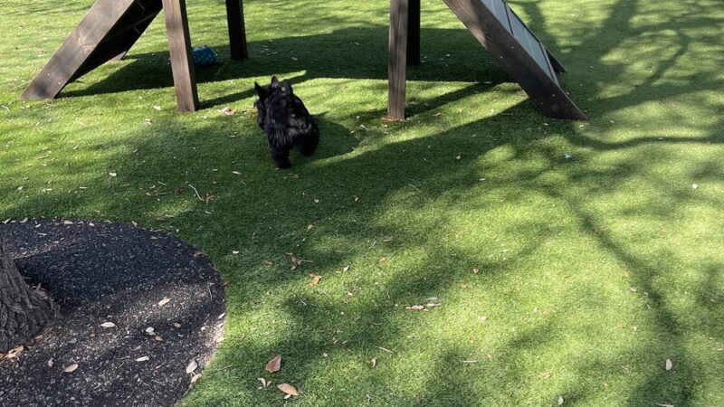 Rover's Space at Xeriscape Park - Cape Canaveral, FL