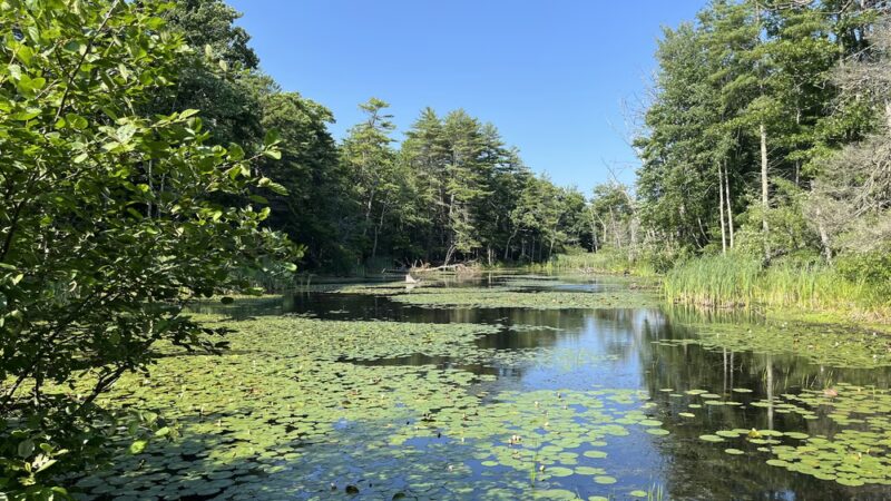 Robinson Woods Preserve - Cape Elizabeth, ME
