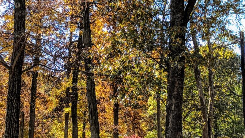 Dennis Scivally Park - Cape Girardeau, MO
