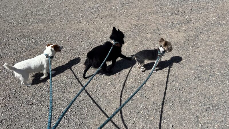 K9 Cabins, LLC - Capitan, NM