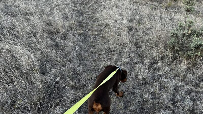 K9 Cabins, LLC - Capitan, NM