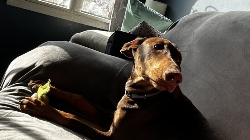 K9 Cabins, LLC - Capitan, NM