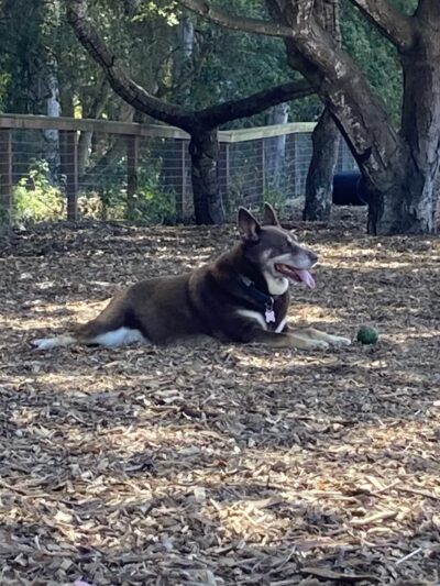 Ozzi & Josh's Dog Park - Capitola, CA