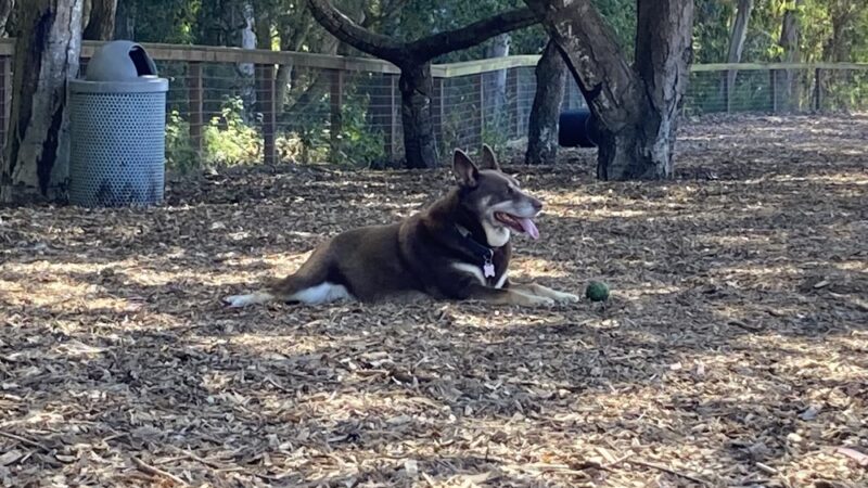 Ozzi & Josh's Dog Park - Capitola, CA